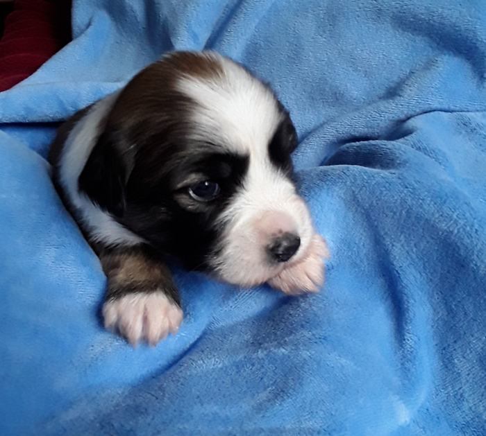 Ein schwarz-weißer Welpe mit halbgeschlossenen Augen liegt auf einer blauen Decke.