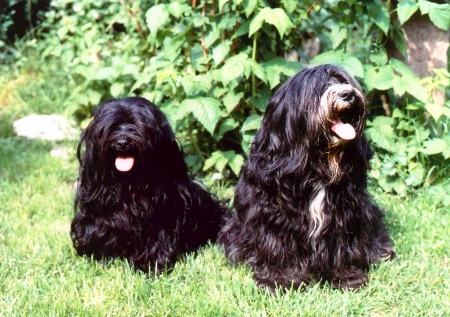 Zwei erwachsene schwarze Tibet Terrier sitzen nebeneinander im Gras vor einer Hecke.