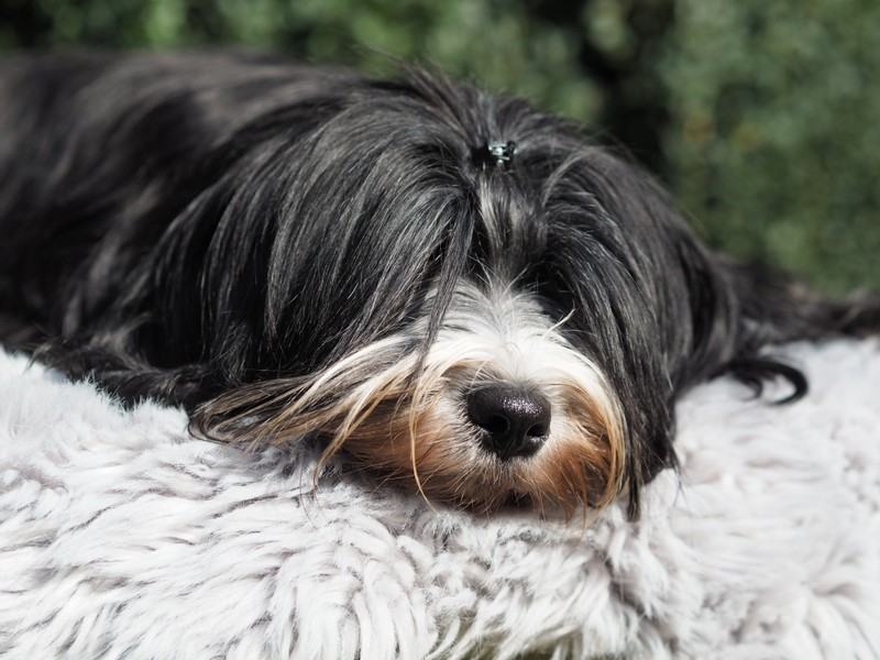 Ein erwachsener schwarzer Tibet Terrier mit goldener Schnauze liegt entspannt auf einem Schaffell.