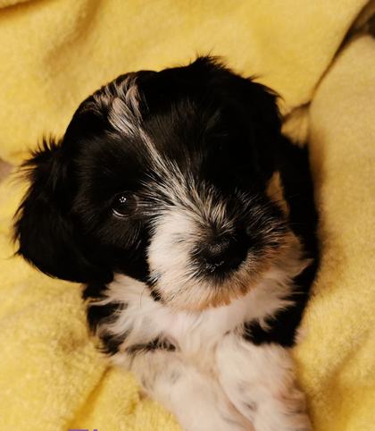 Ein schwarz-weißer Tibet-Terrier-Welpe auf einer gelben Decke, den Kopf zur Seite geneigt.