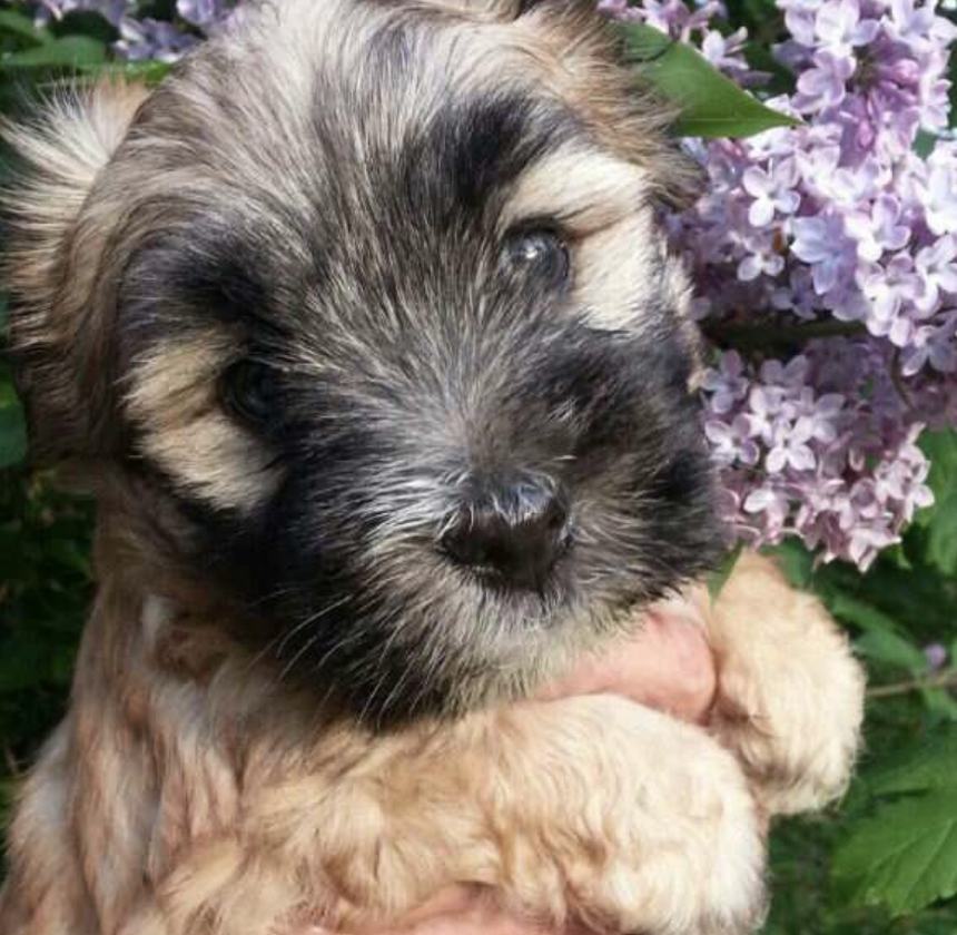 Ein junger Tibet Terrier mit hellem Fell und dunkler Gesichtsmaske wird vor einem blühenden Fliederbusch gehalten.