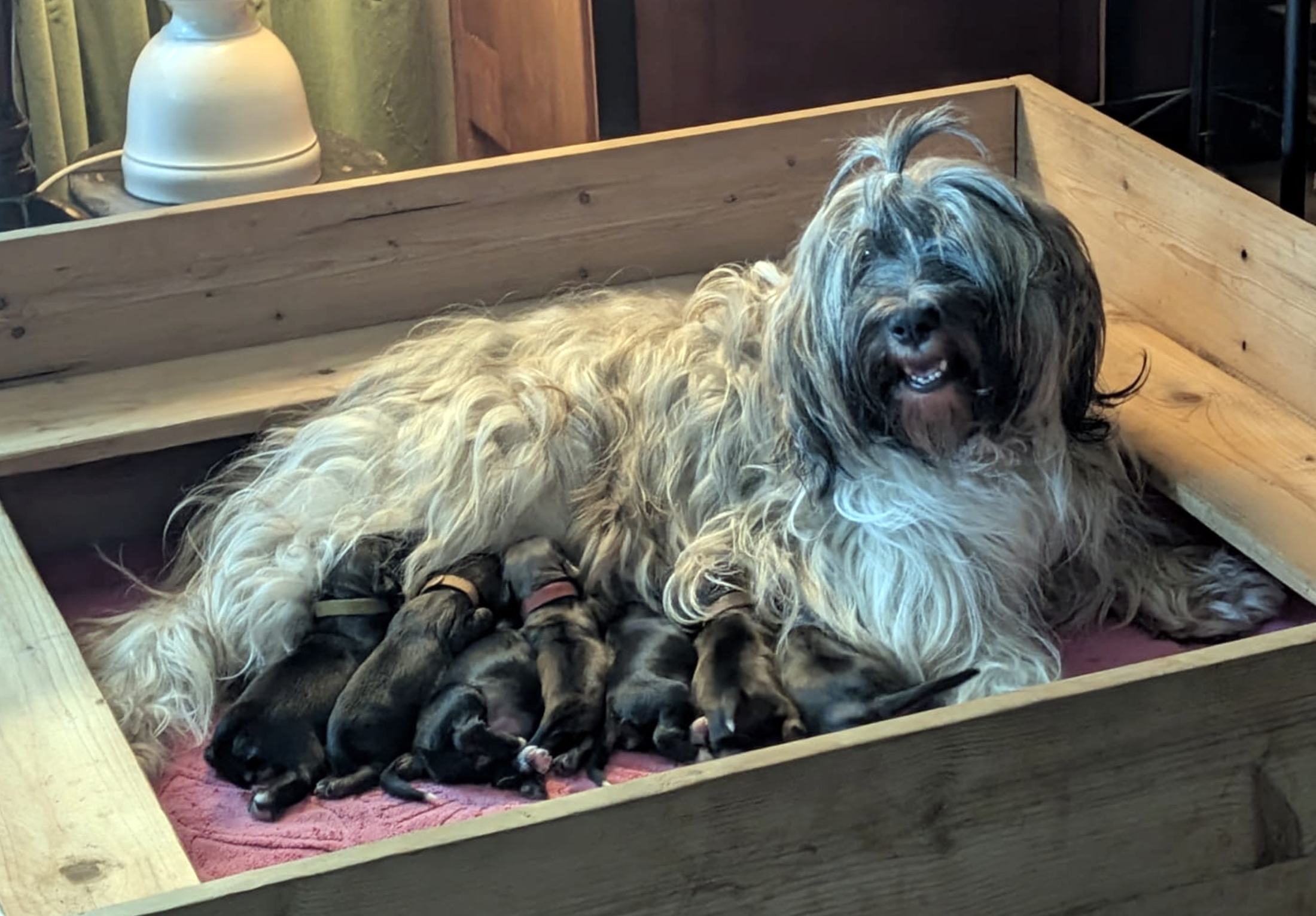 Eine cremefarbene Tibet-Terrier-Hündin liegt in der hölzernen Wurfkiste und säugt sieben dunkle Welpen.