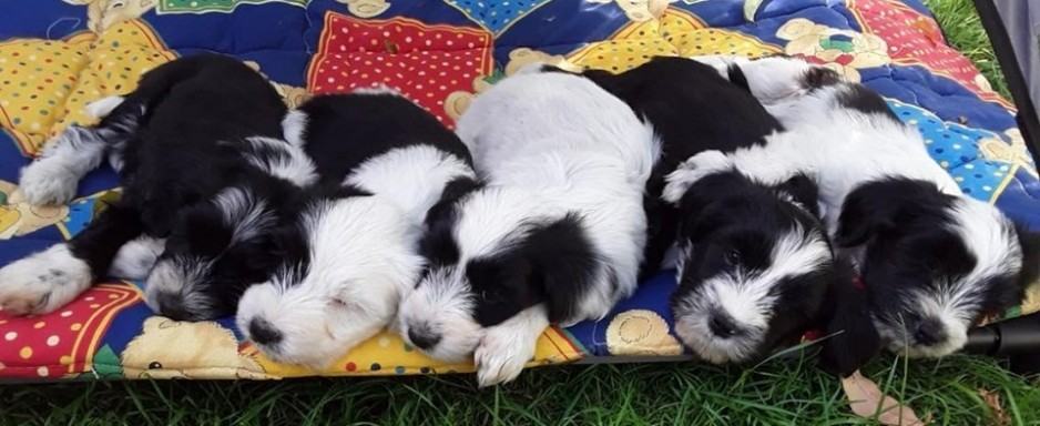 Fünf schwarz-weiße Welpen schlafen nebeneinander auf einer bunten Patchworkdecke im Gras.