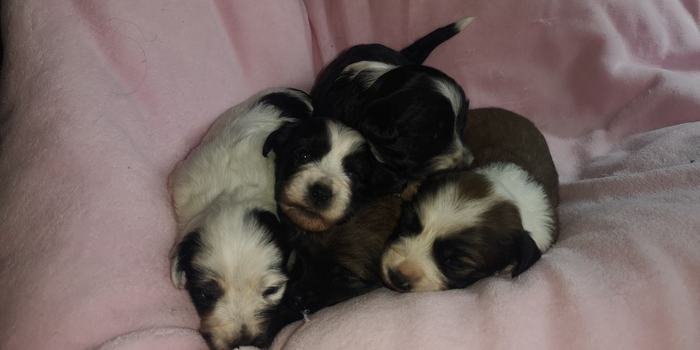 Vier Welpen liegen dicht gedrängt in einer rosa Kuschelmulde.