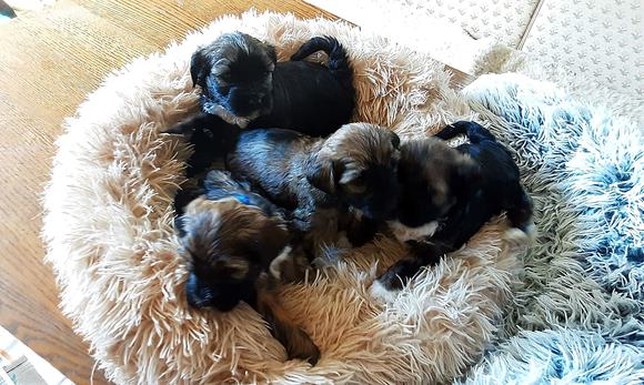 Vier Weibchen liegen durcheinander in einem runden, beigen Hundekorb, eines davon mit blauem Bändchen.