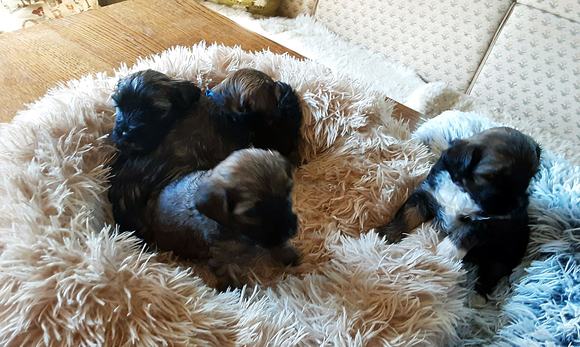 Drei Weibchen kuscheln sich in der Mitte des Korbs aneinander, das vierte mit weißer Brust liegt etwas abseits auf einer blauen Decke.
